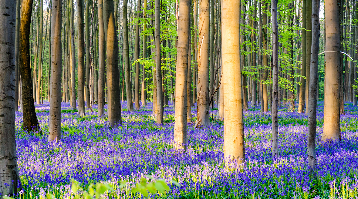 sunrise shining through trees in a forest with a blanket of bluebells covering the ground around them.
